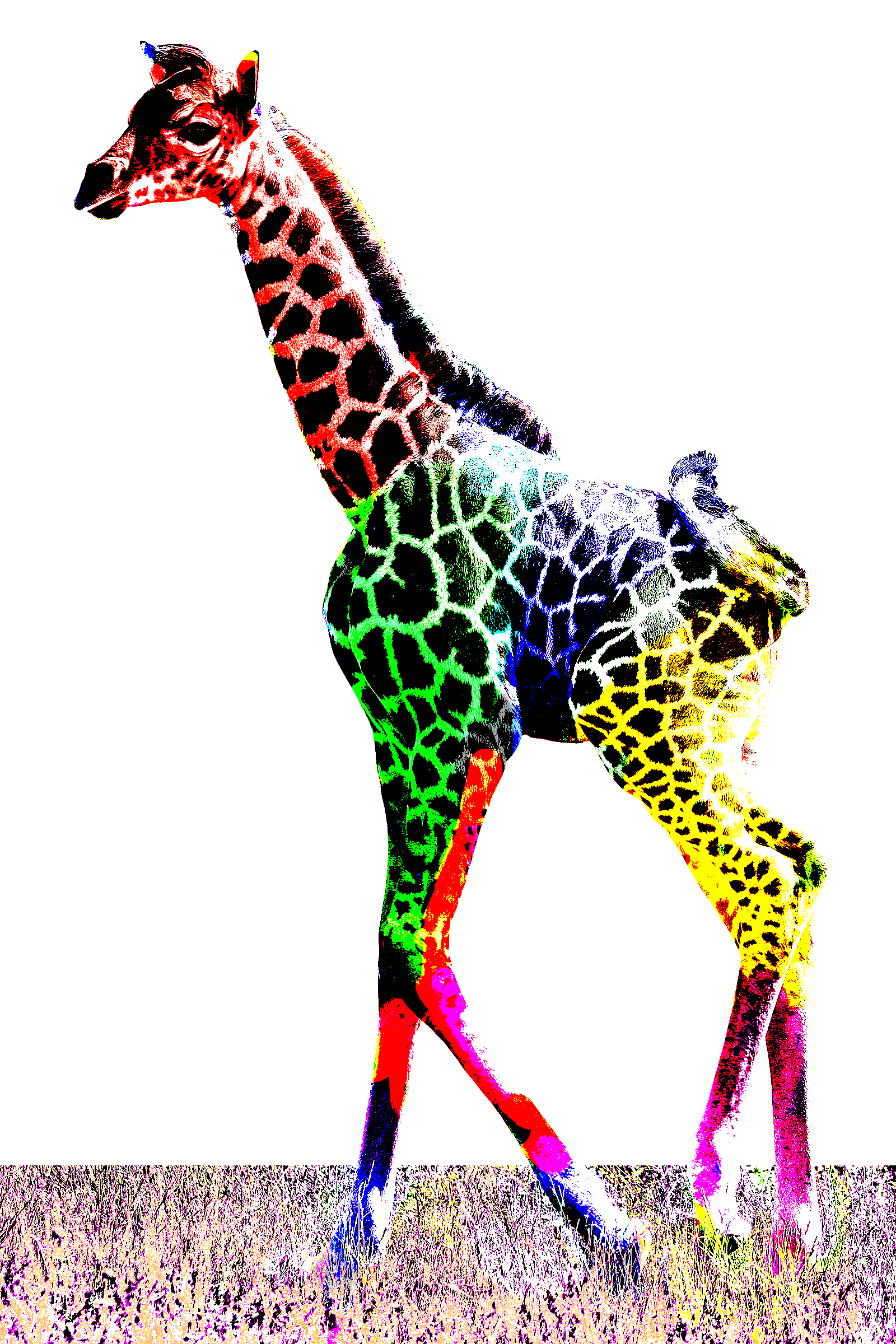 Chromatic Giraffe