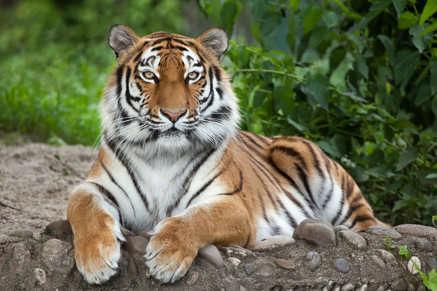 Siberian-tiger-panthera-tigris-altaica